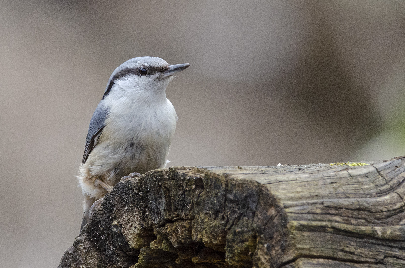 Sitta europaea