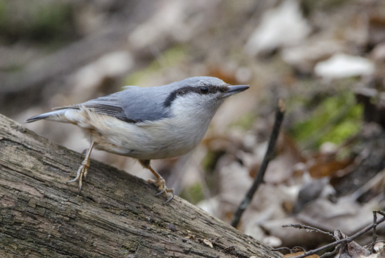 Sitta europaea