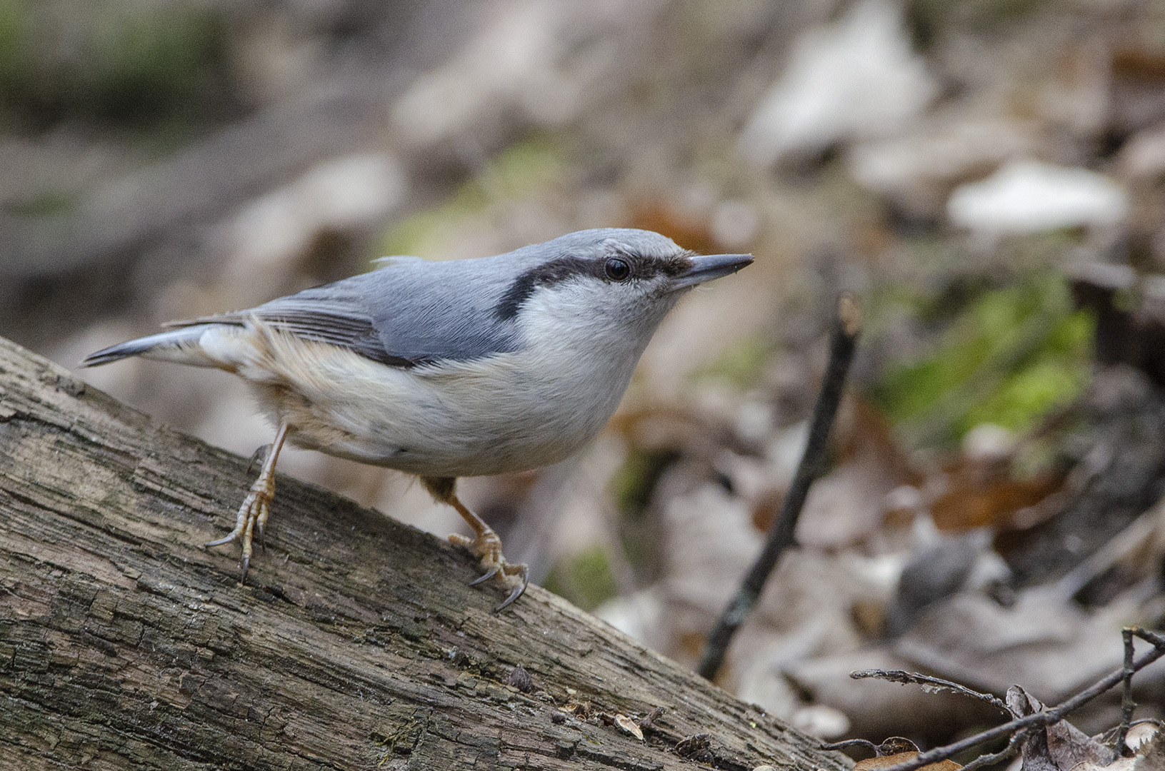 Sitta europaea