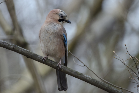 Garrulus glandarius