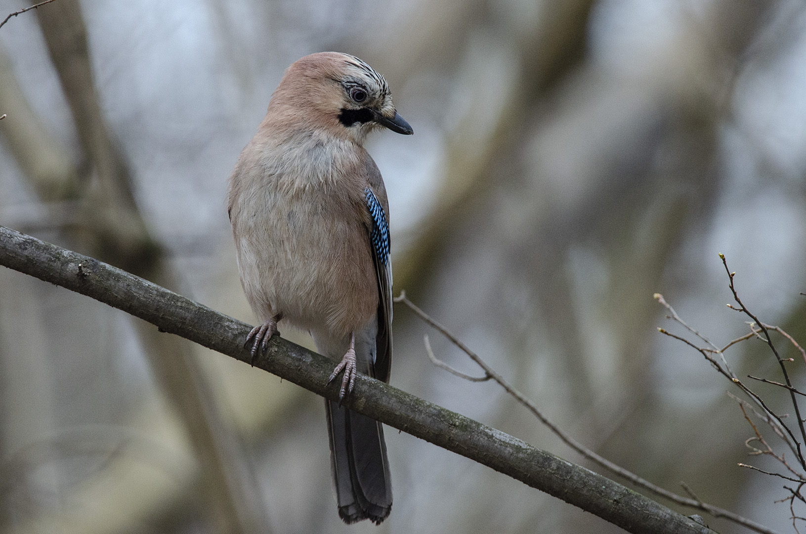 Garrulus glandarius