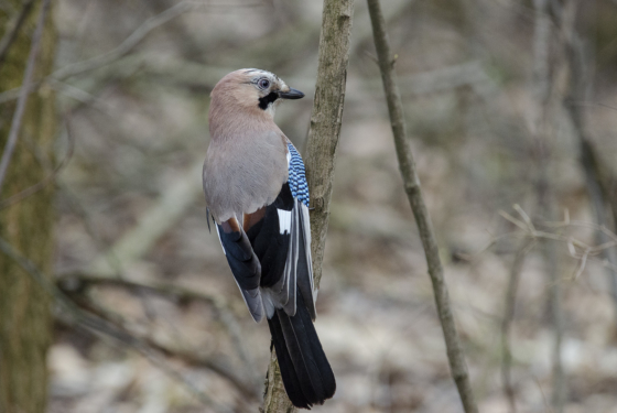 Garrulus glandarius
