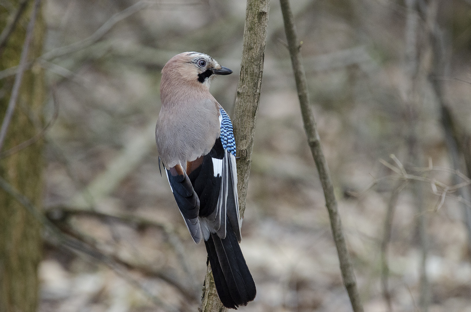 Garrulus glandarius