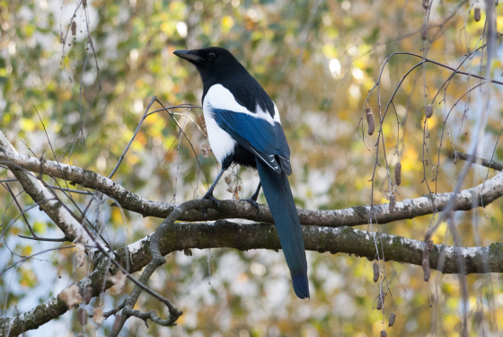 Magpie