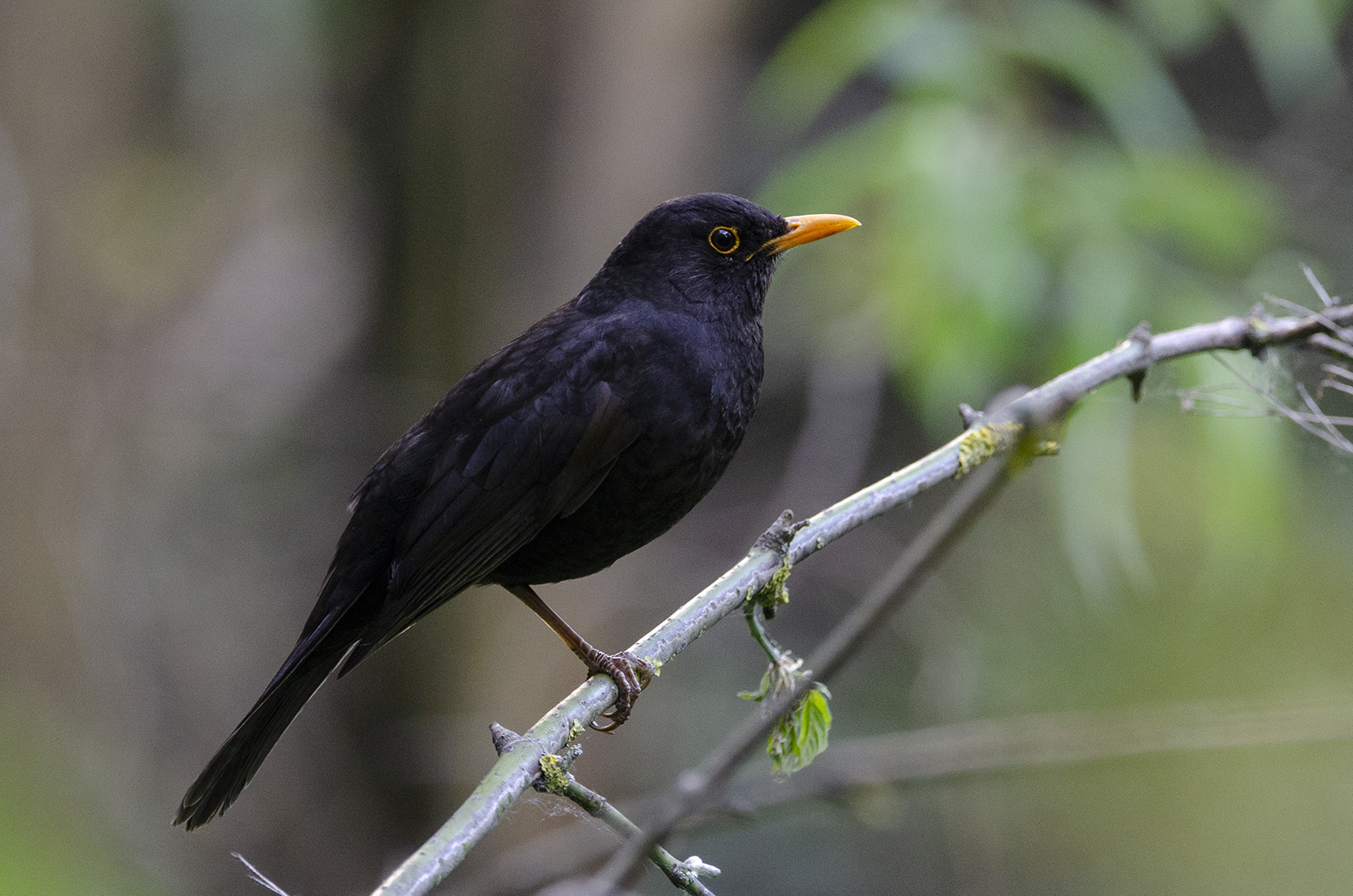 Turdus merula