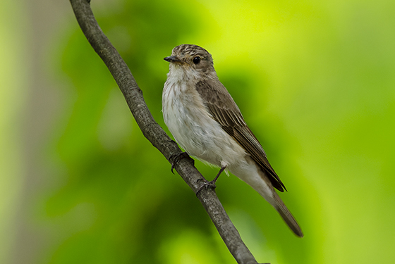 Muscicapa striata