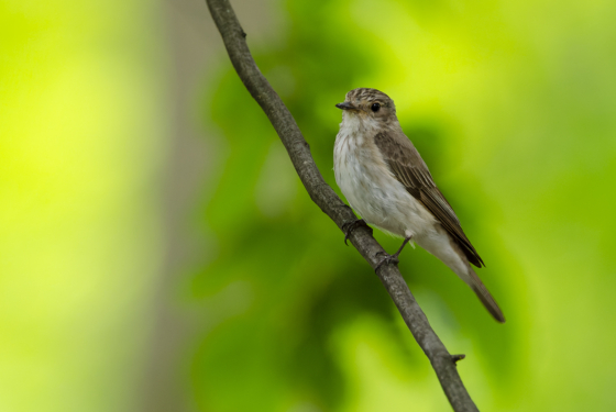Muscicapa striata