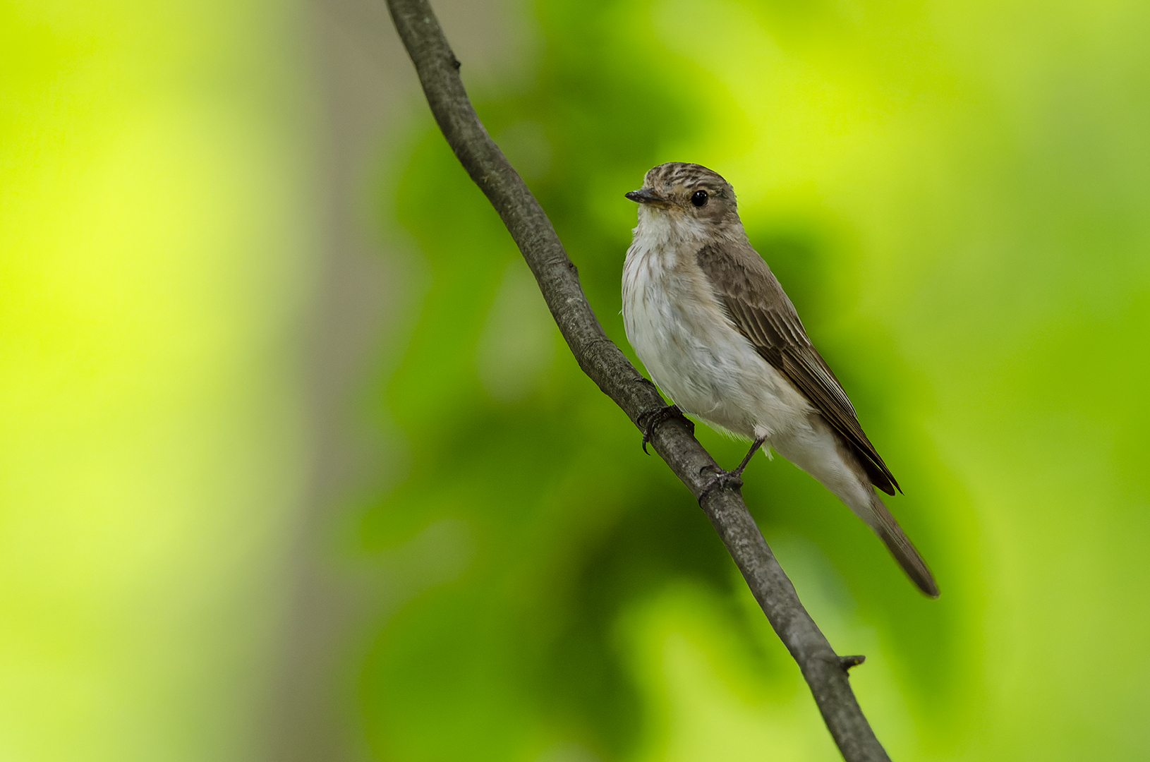 Muscicapa striata