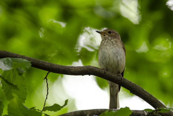 Muscicapa striata