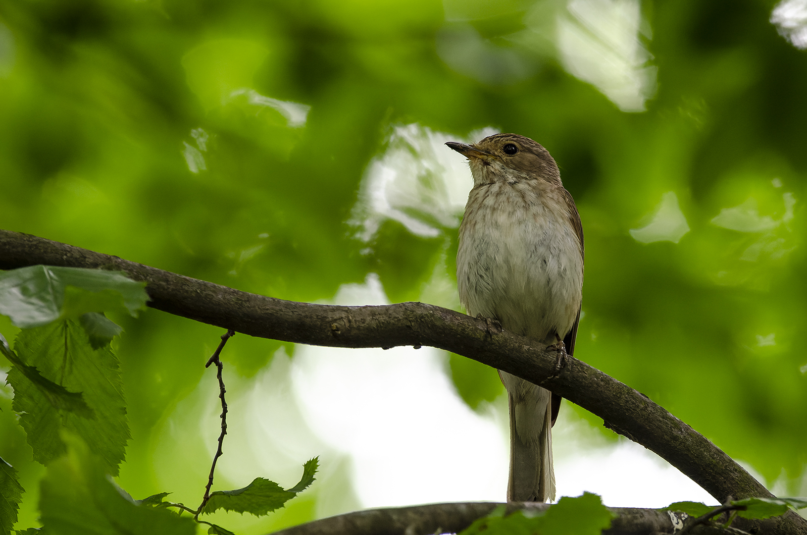 Muscicapa striata