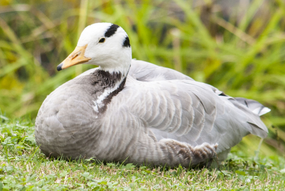 Bar-headed goose