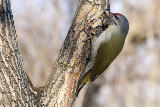 Grey-headed Woodpecker