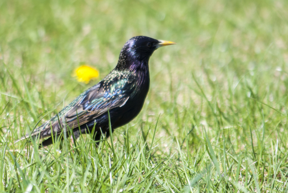 Starling