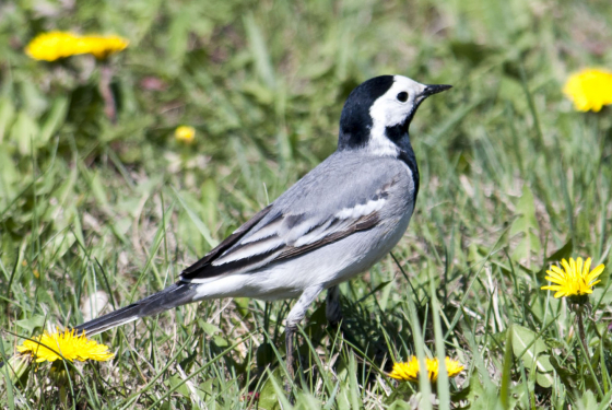 White Wagtail
