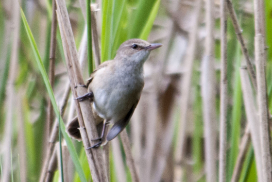 Eurasian reed warbler