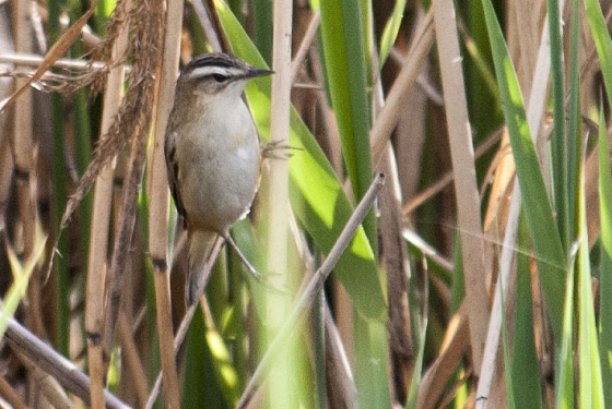 Sedge warbler