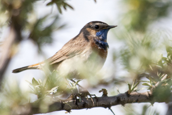 Bluethroat