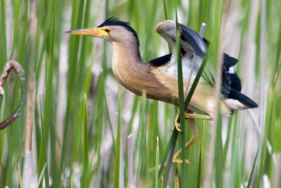 Little bittern