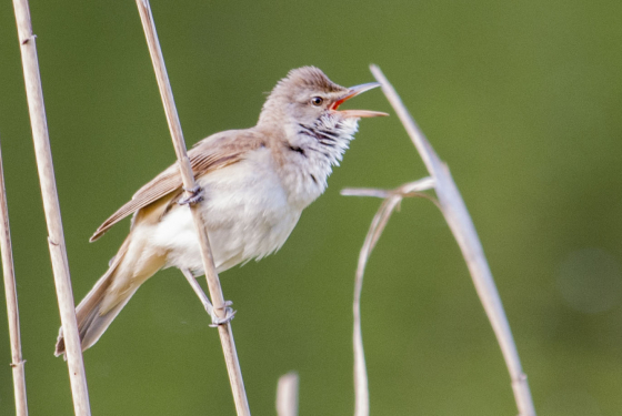 Great reed warbler