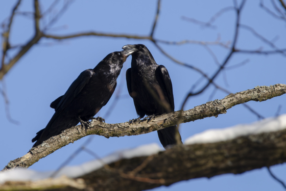 Corvus corax