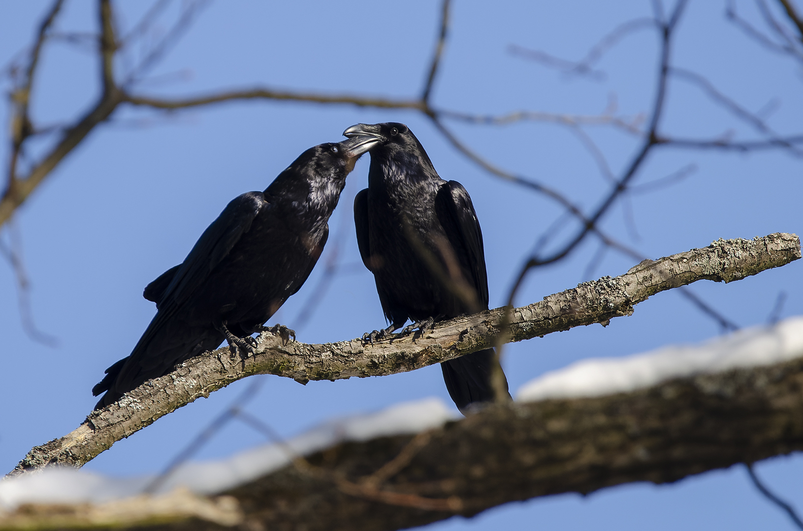 Corvus corax