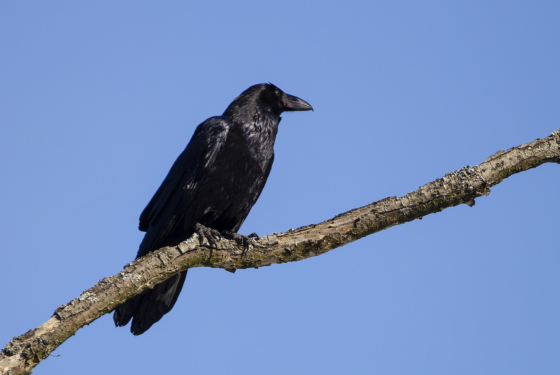 Corvus corax
