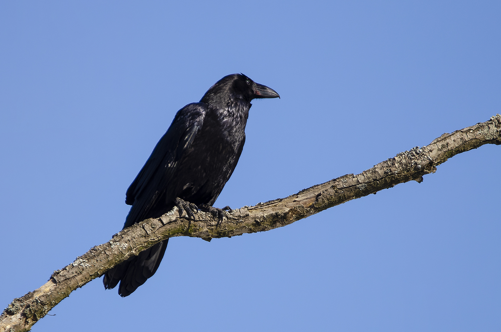 Corvus corax