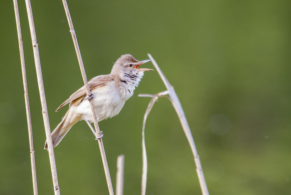 Great reed warbler