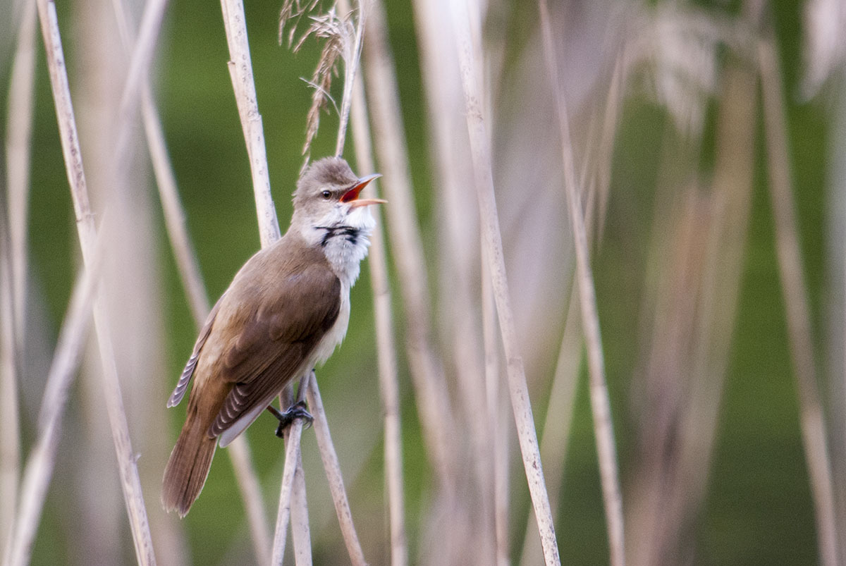 Great reed warbler
