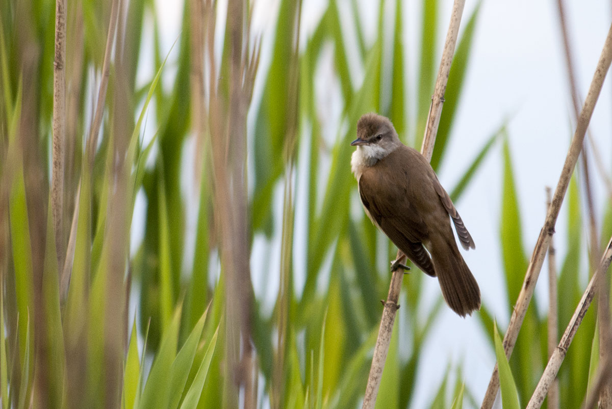 Great reed warbler