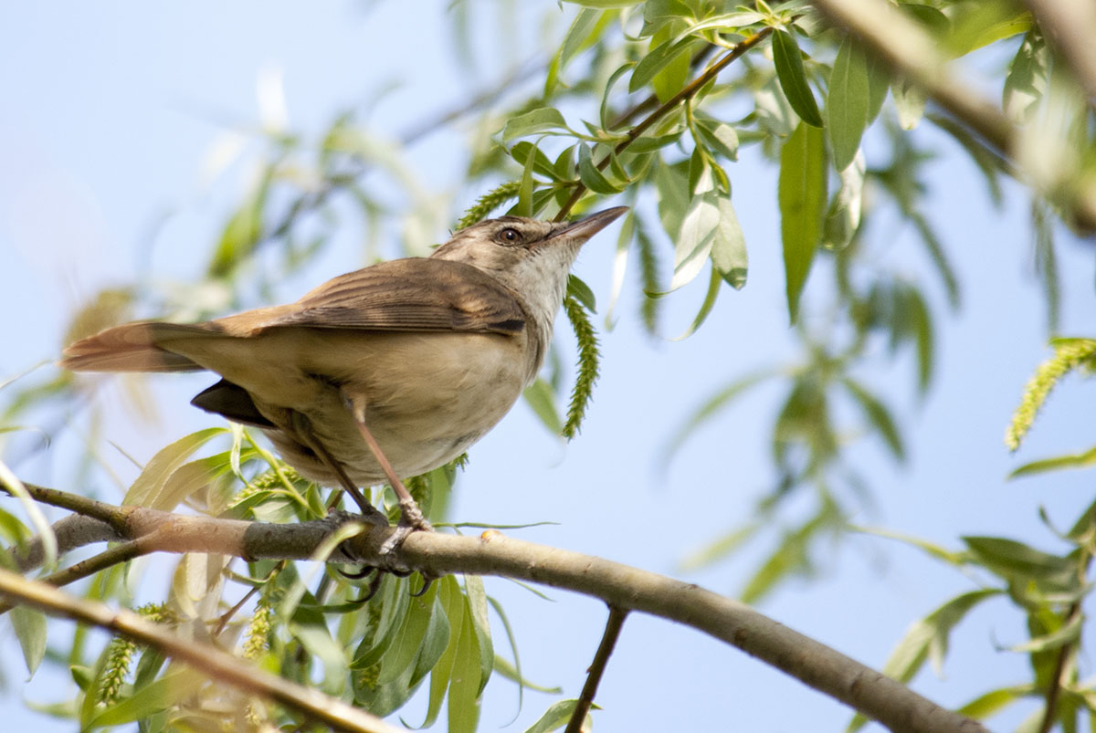 Great reed warbler