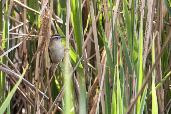 Sedge warbler