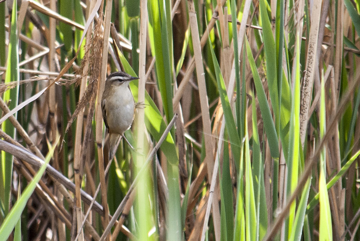 Sedge warbler