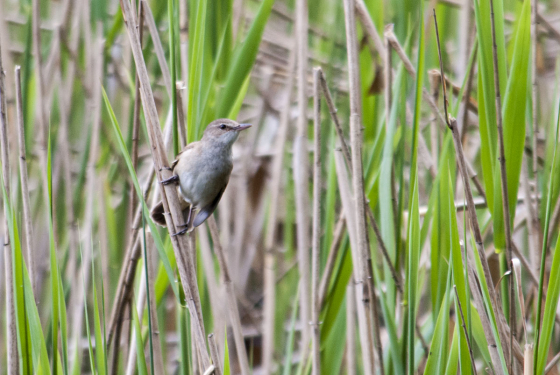 Eurasian reed warbler