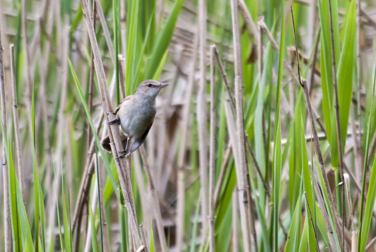 Eurasian reed warbler