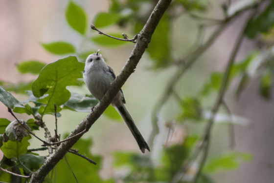 Long-Tailed Tit
