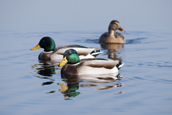 Mallard