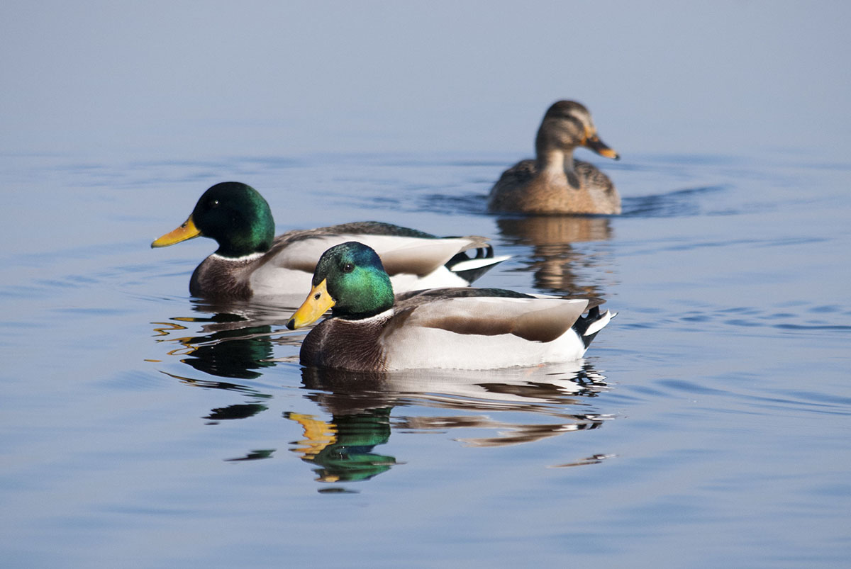 Mallard