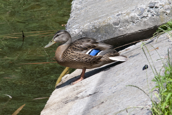 Mallard (famale)