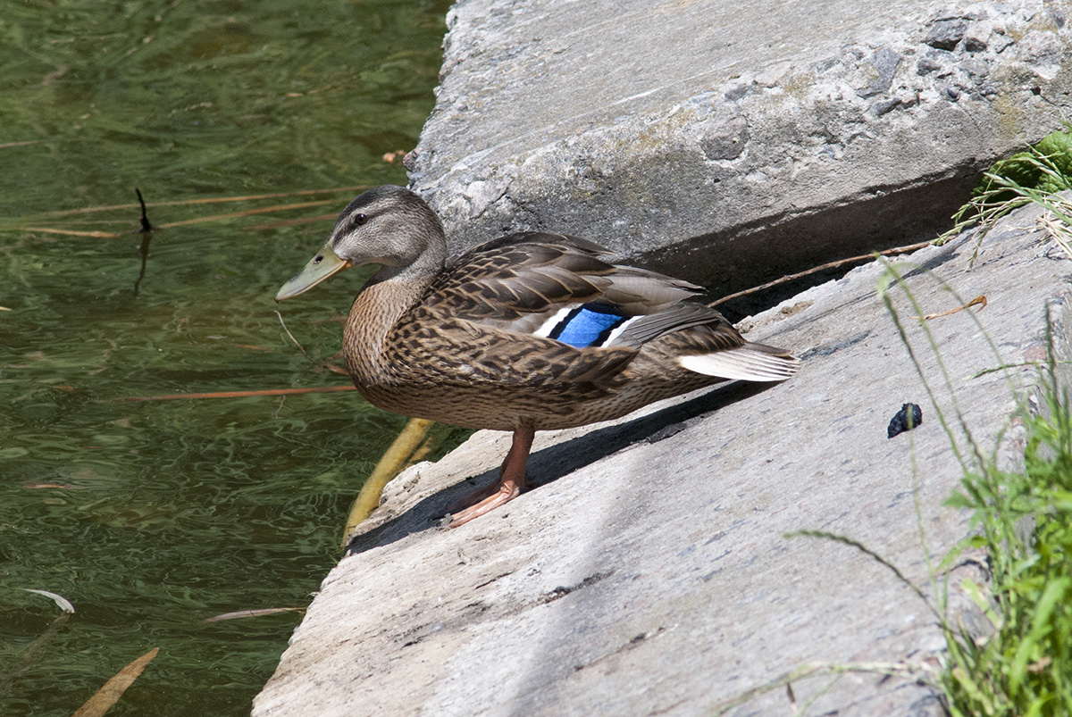 Mallard (famale)
