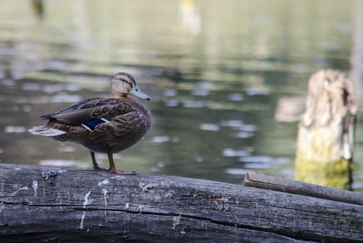 Mallard (famale)