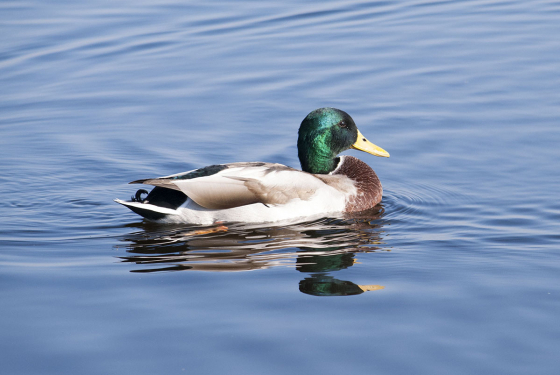 Mallard male