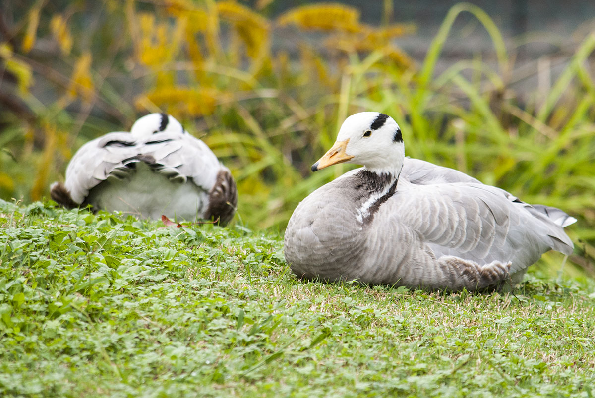 Bar-headed goose