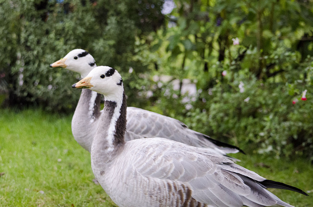 Bar-headed goose