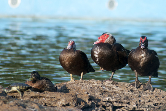 Muscovy duck