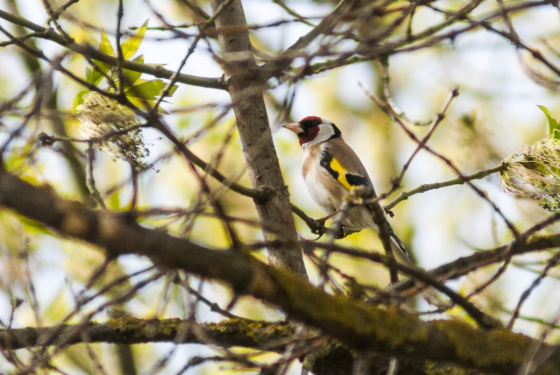 Goldfinch
