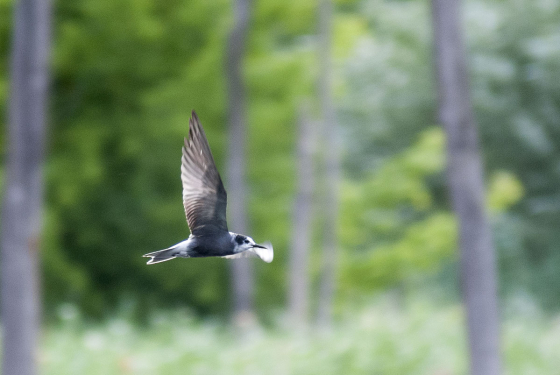 Black tern