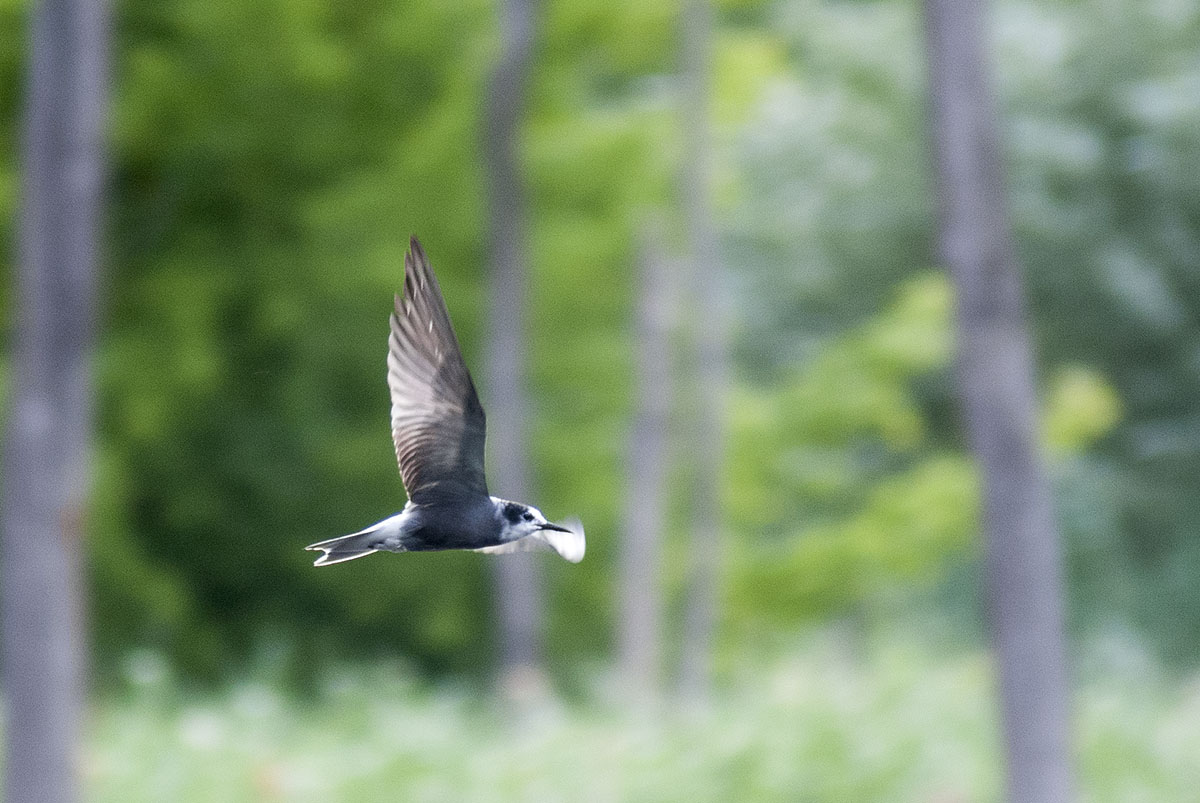 Black tern