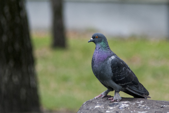 Rock Dove