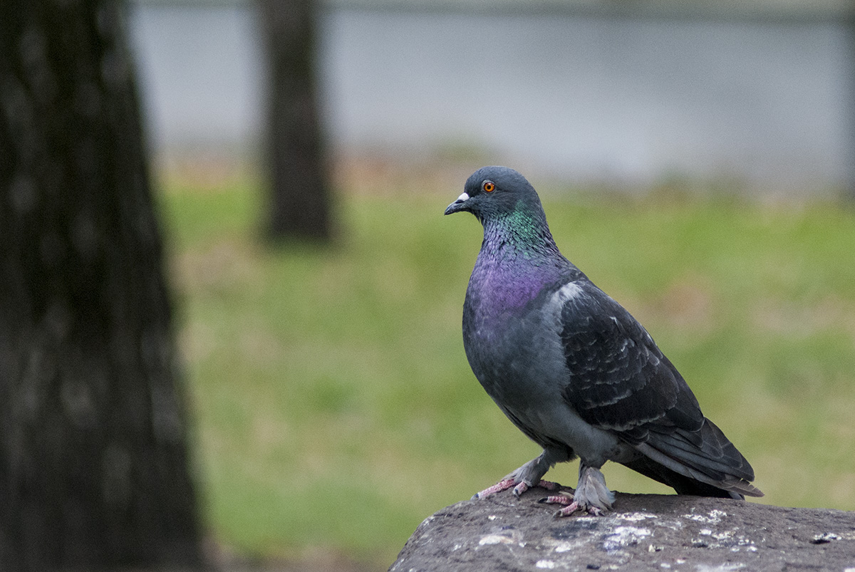 Rock Dove